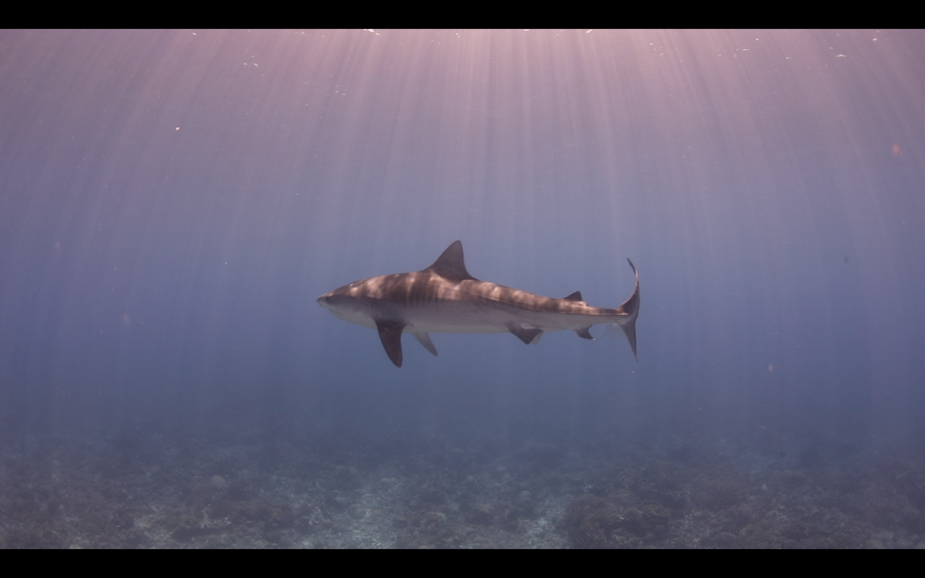 1.8 Tiger Shark