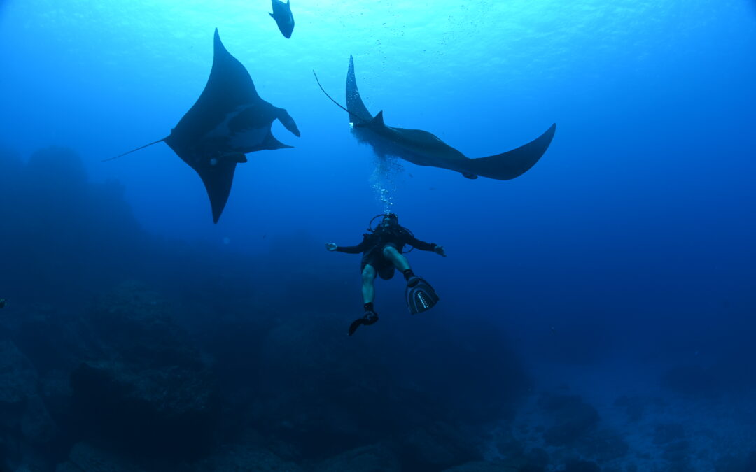 Mexico – Operation Swimway in Cabo Pulmo and Revillagigedo