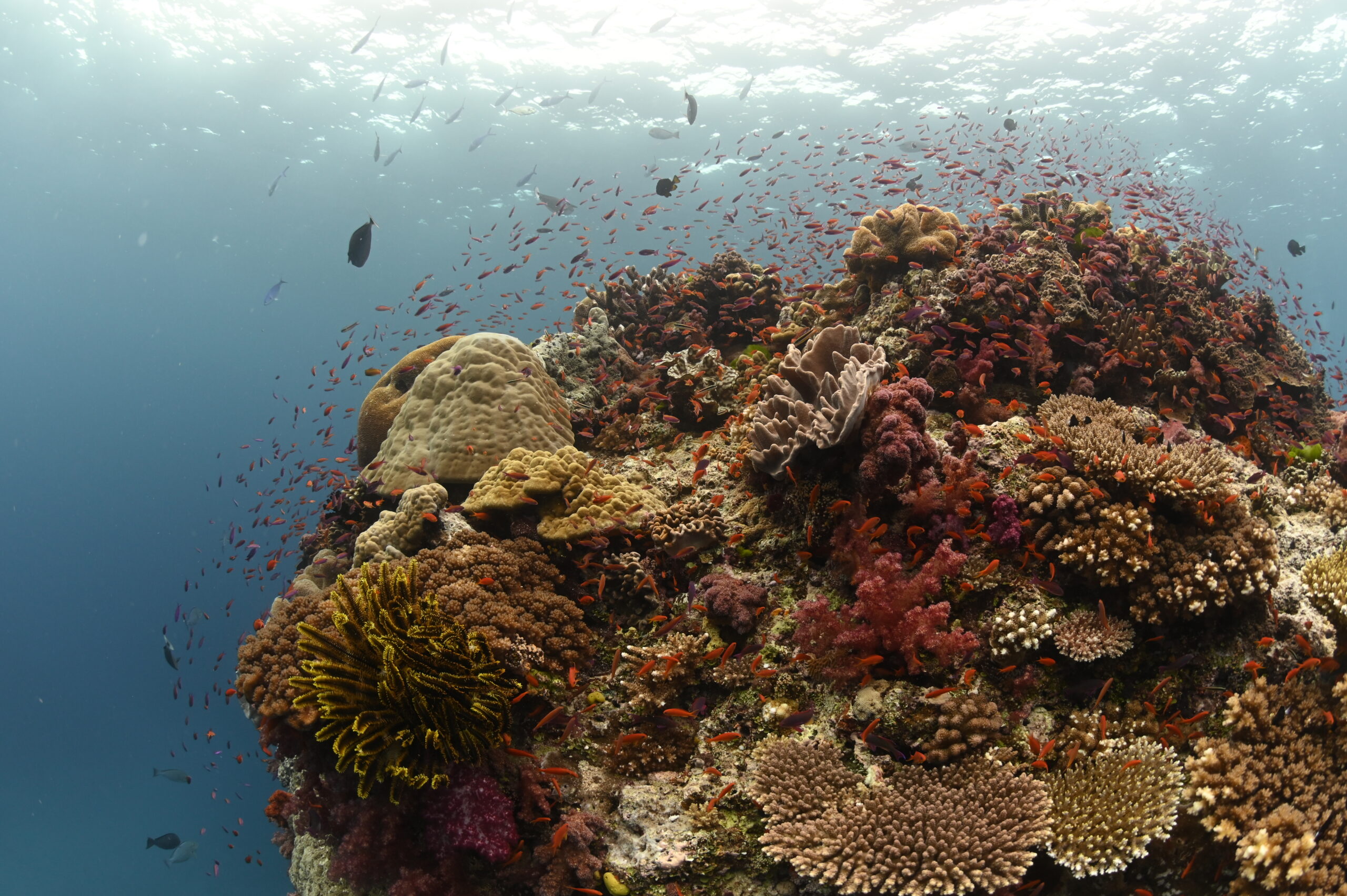 coralgood3