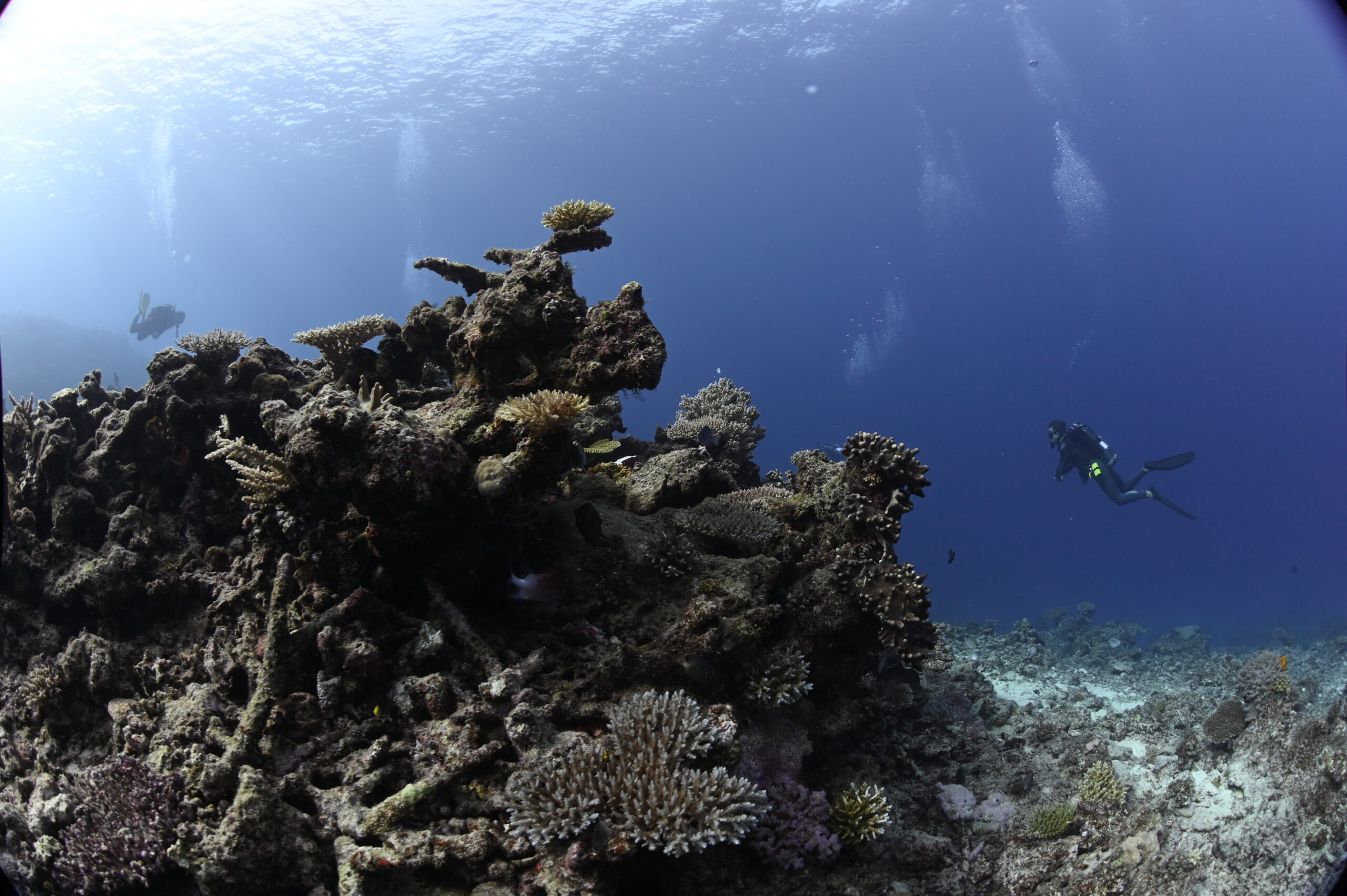 coral