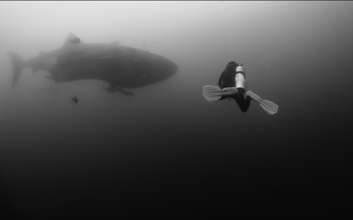 BW Galapagos Whale Shark