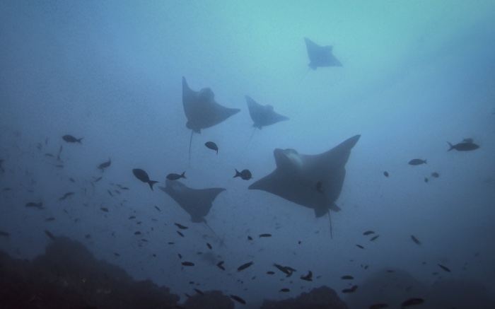 Eagle Rays Galapagos