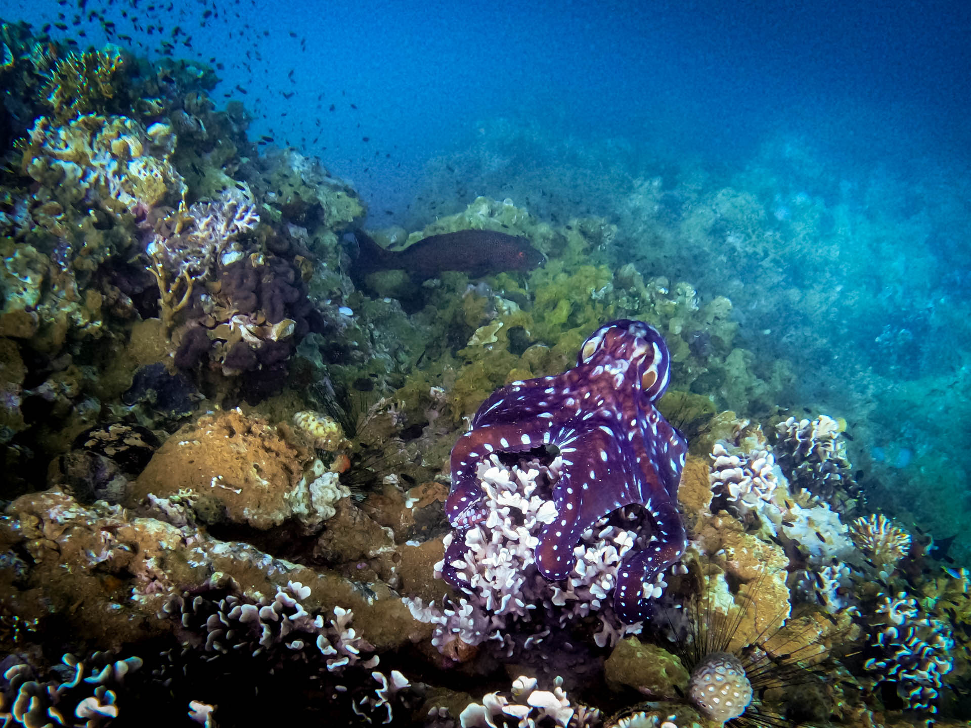 An Octopus on top of Prony Pinnacle in New Caledonia's Prony Bay