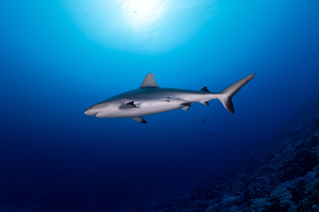 Grey Reef Shark