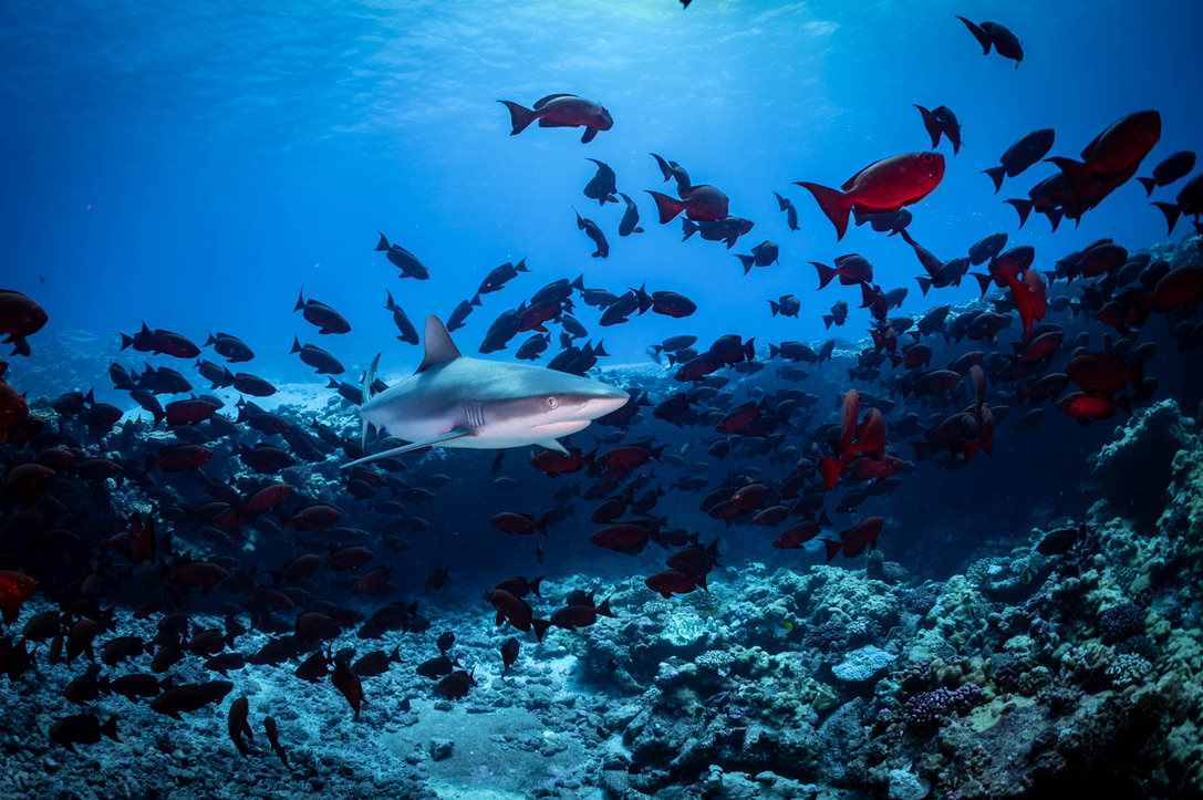 F06CE073-5C37-40A0-9864-4562211FC2D8_1_105_c Noumea beaches were closed due to recent shark attacks