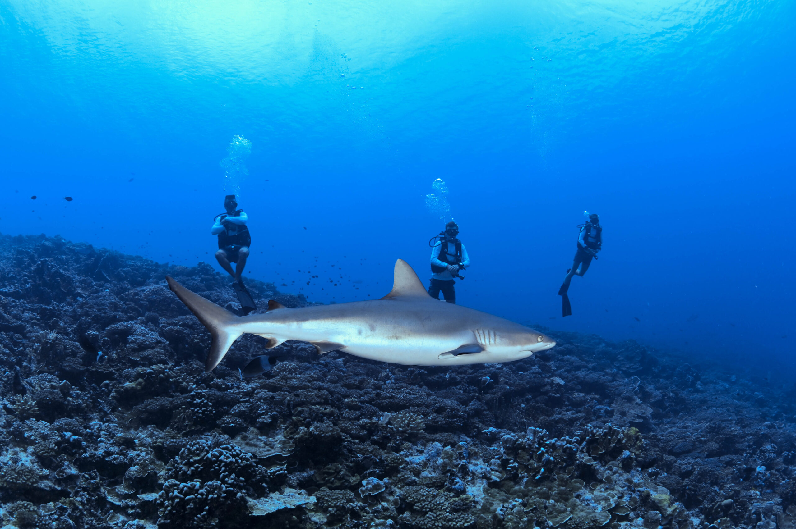 Fakarava South Pass 3 divers watching a grey reef shark glide past them