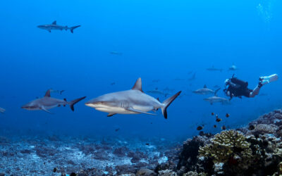 Bad Romance – Shark Canyon