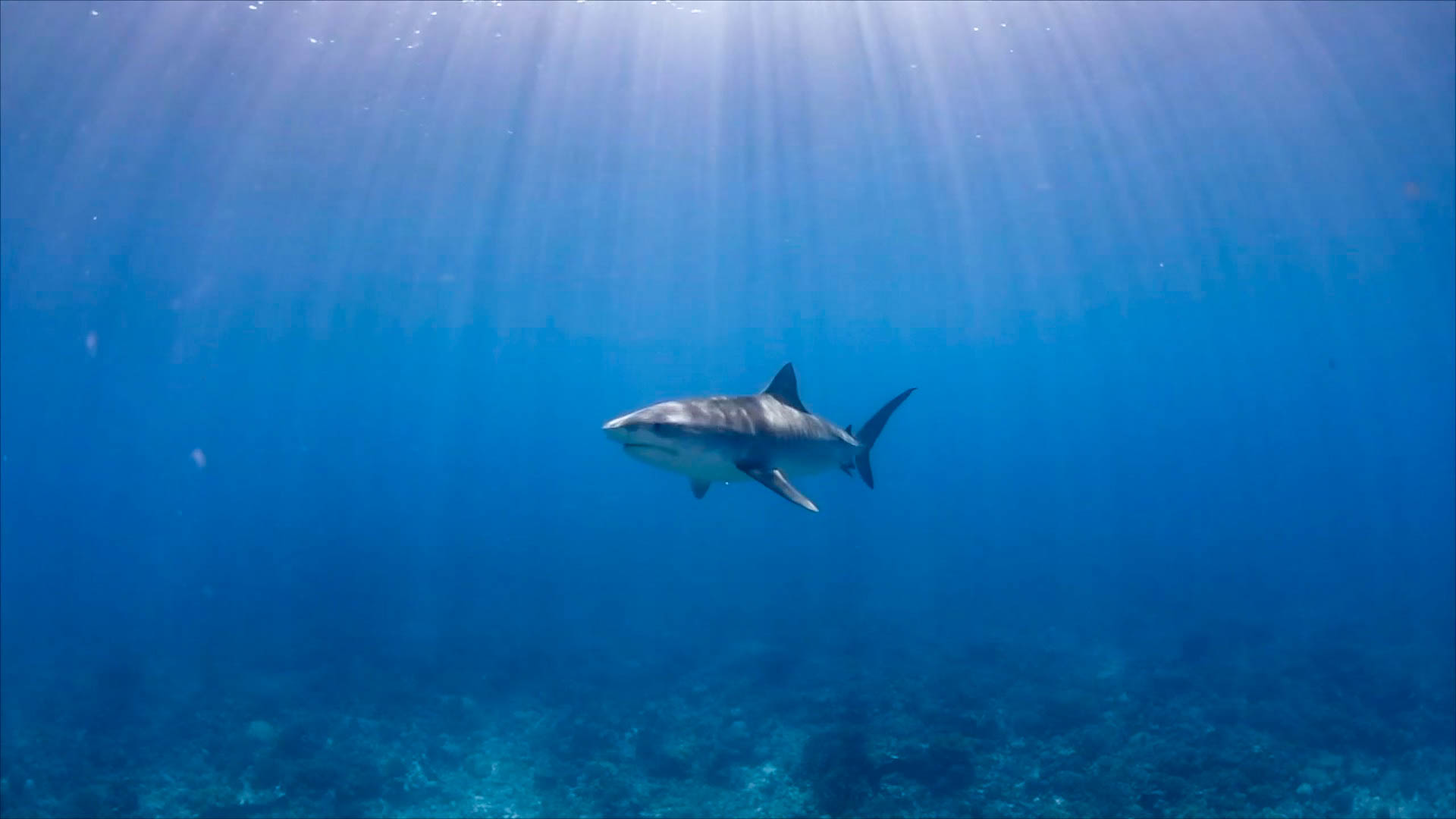 Tiger Shark Tiger Shark swimming in clear blue water with sunbeams coming from above