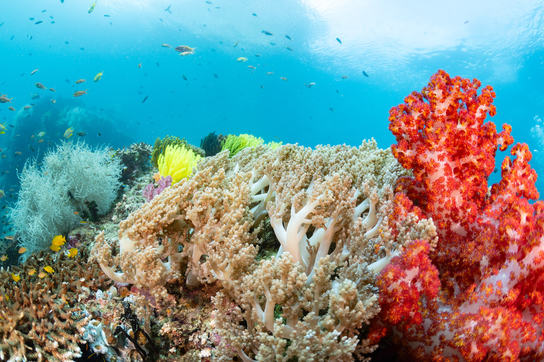 Bo's Rainbow Colourful Coral Reef in Indonesia