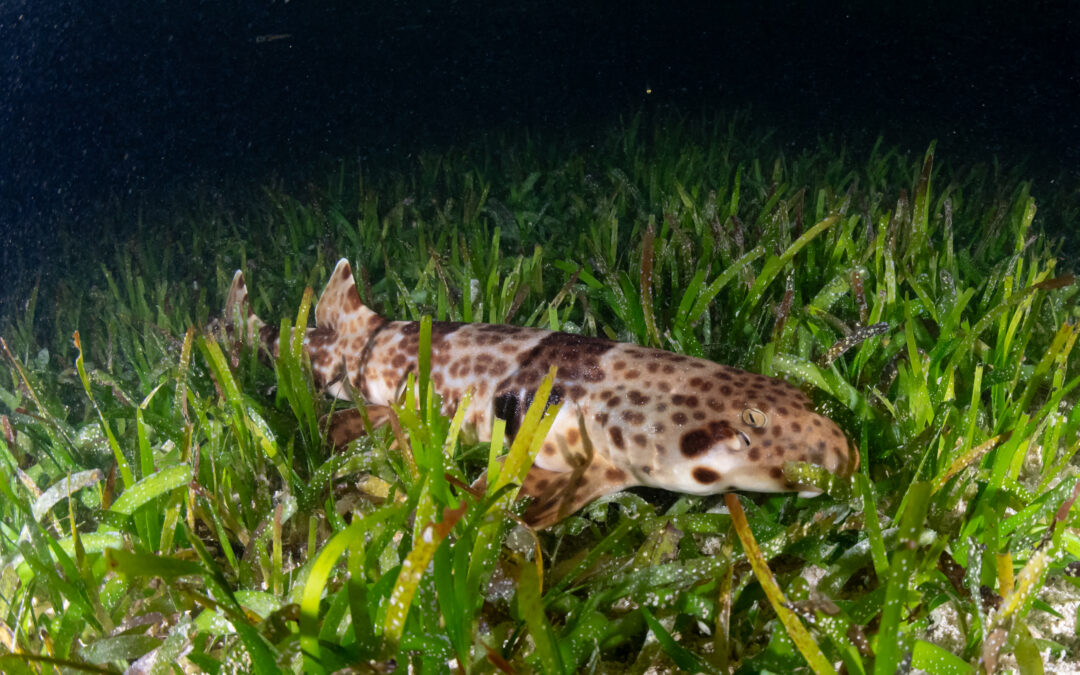 Epaulette shark resting in seagrass beds
