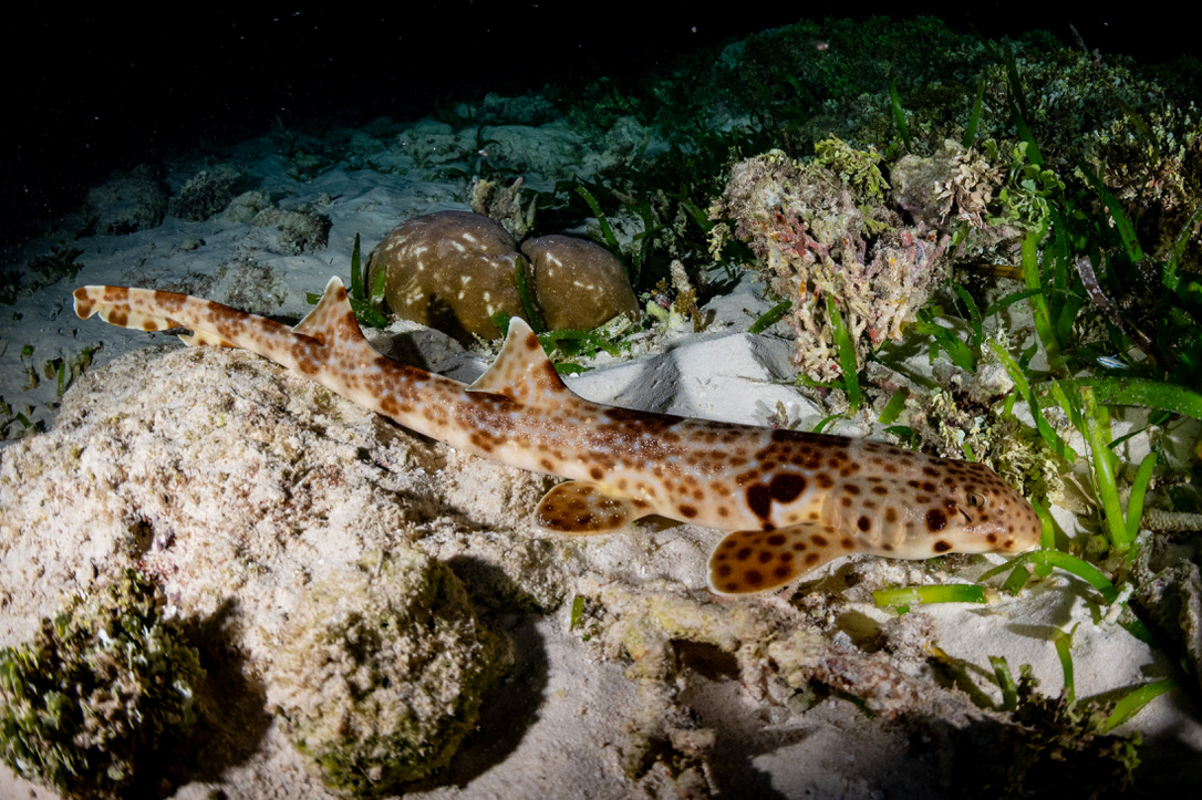 Epaulette Epaulette Shark in shallow reef