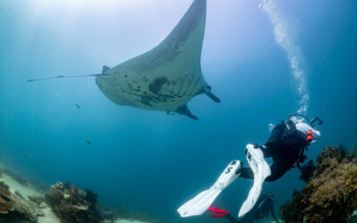 Seahawk’s Conservation Projects Featured in Boat International Magazine