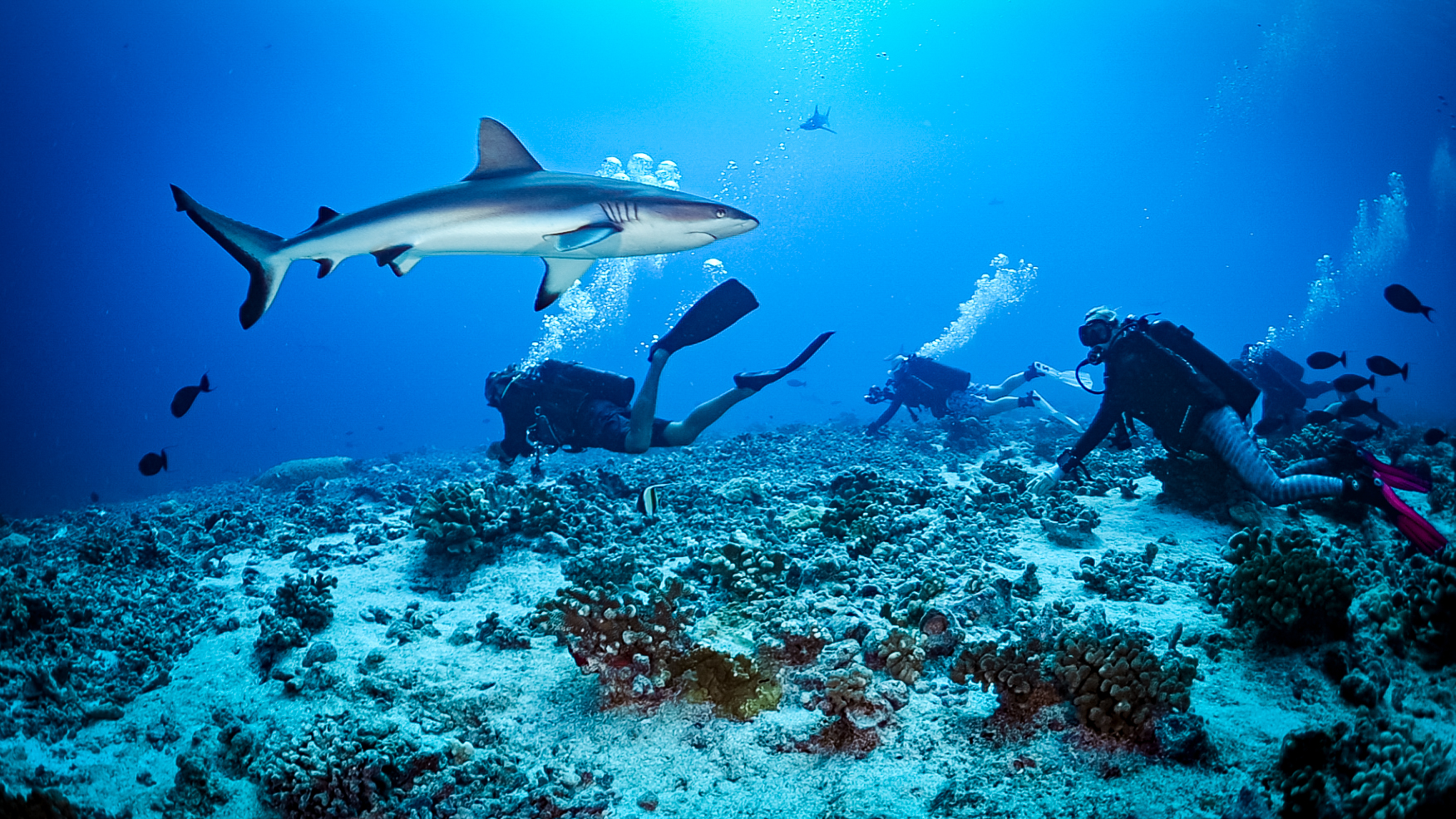 Kauehi Pass 20 Mar -3 Grey Reef Shark and divers