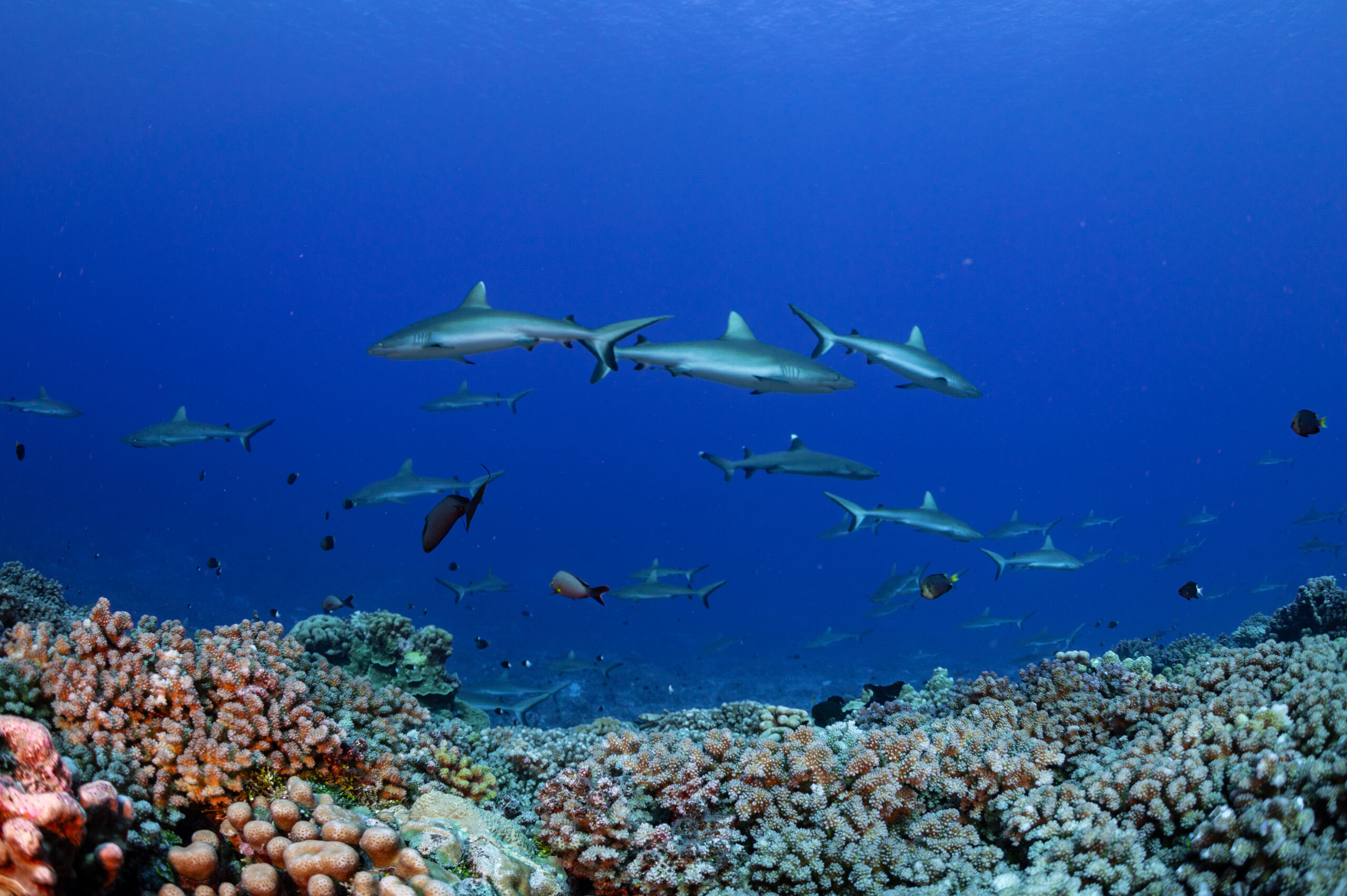 S Pass 10 Mar -15 Grey Reef sharks in Fakarava