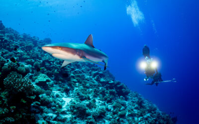 Reflections on Operation Swimway: Tahanea 2025