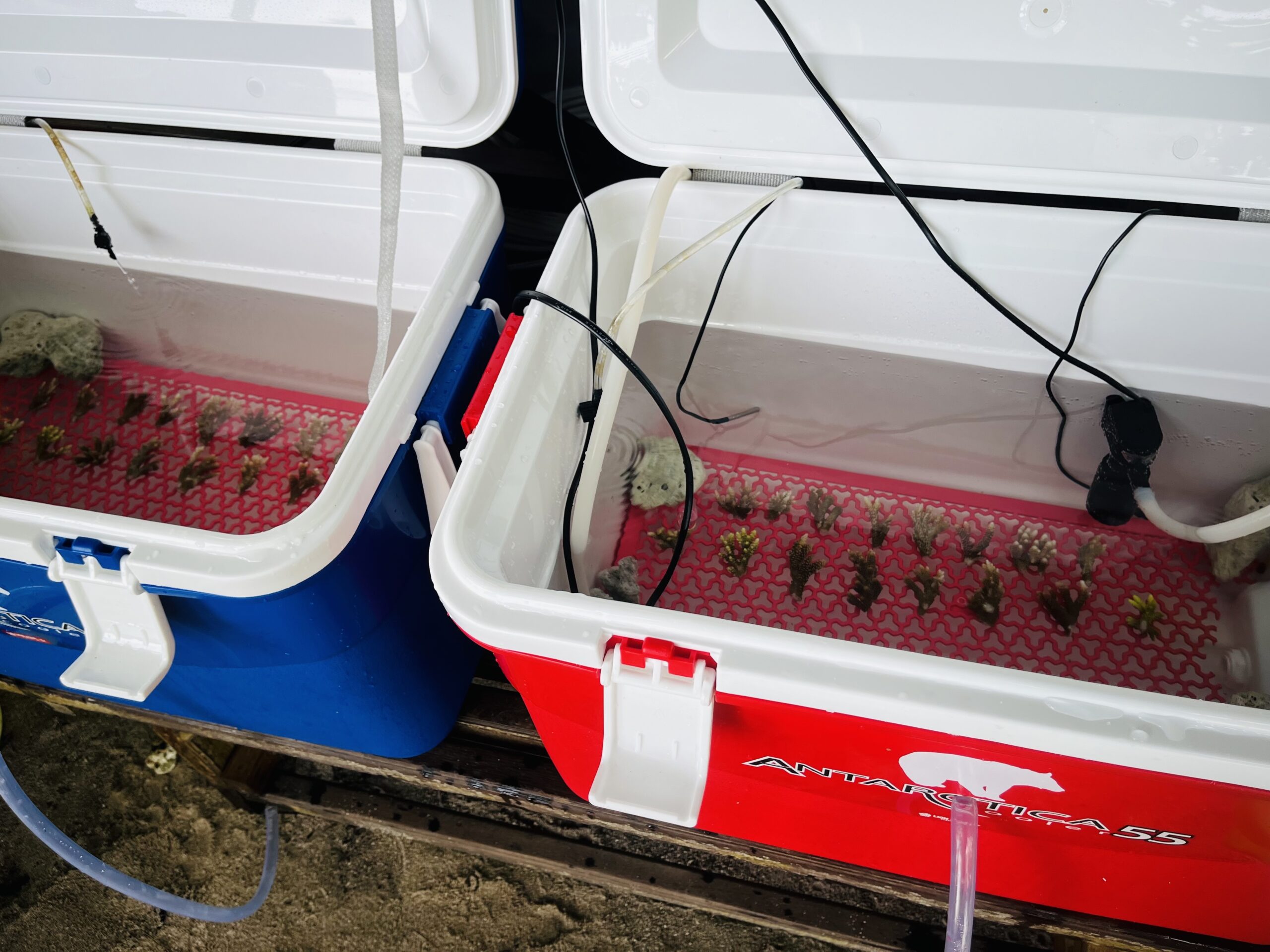 Control and Expiramental Coral Tanks Coral experiment