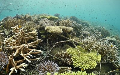 Kalig Coral Research Station – Indonesia