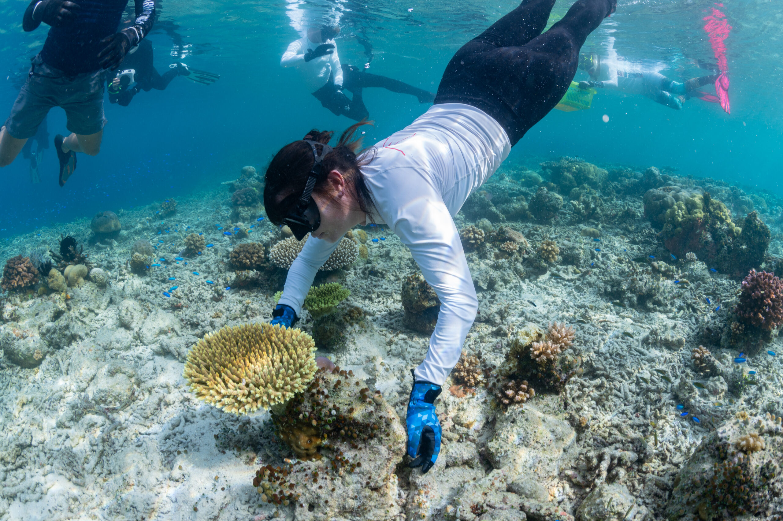 Kalig Nikon -10 sarah harvesting coral