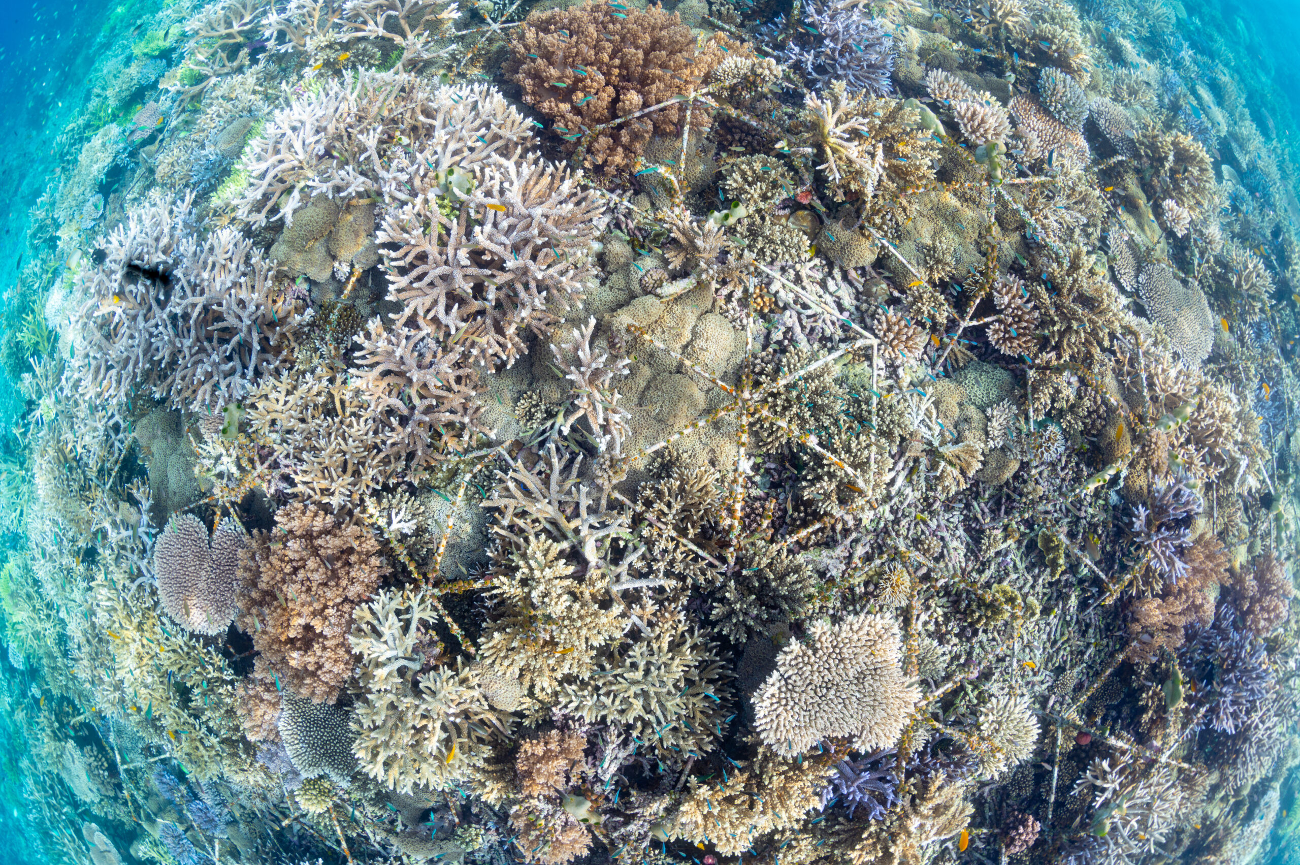 Coral stars from above Coral restoration stars