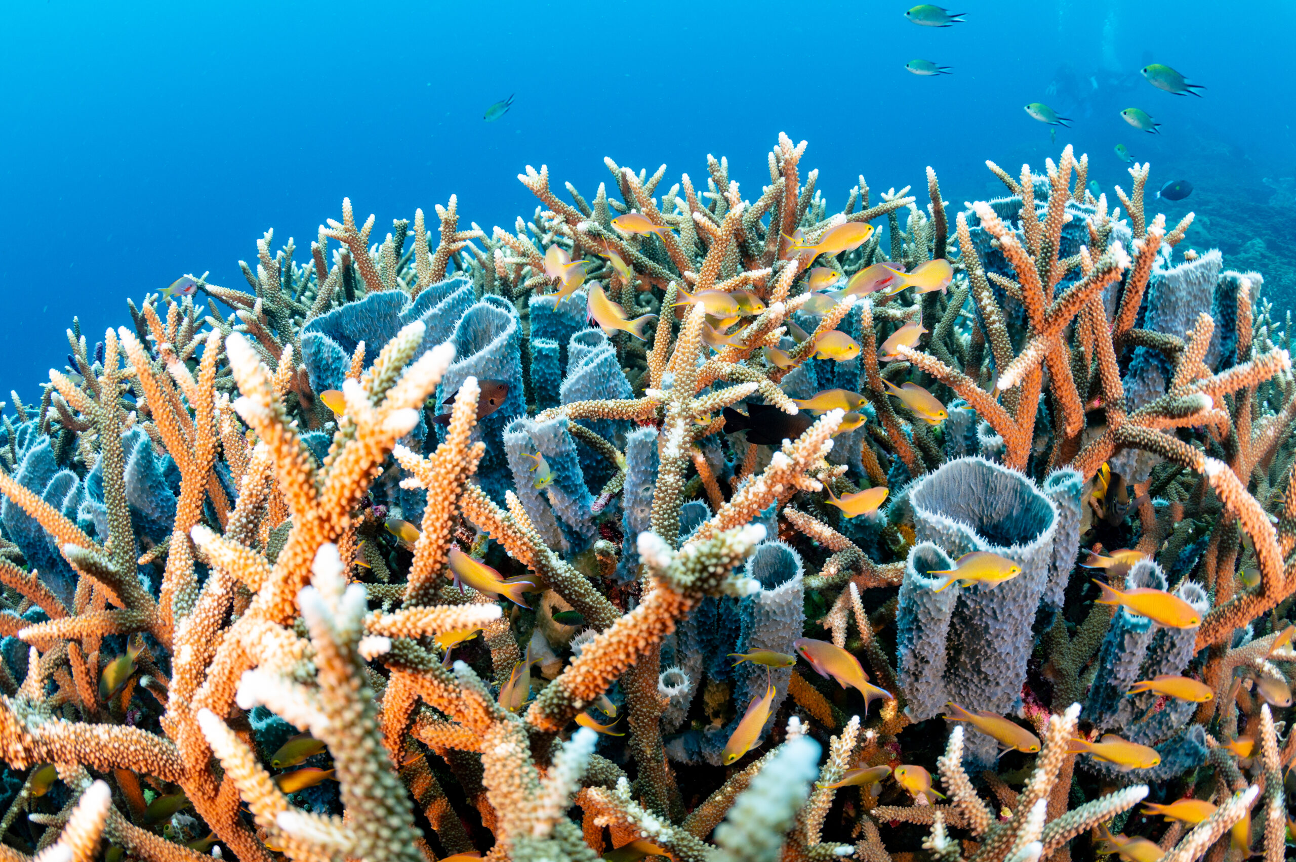 Melisa's Garden Indonesian Coral