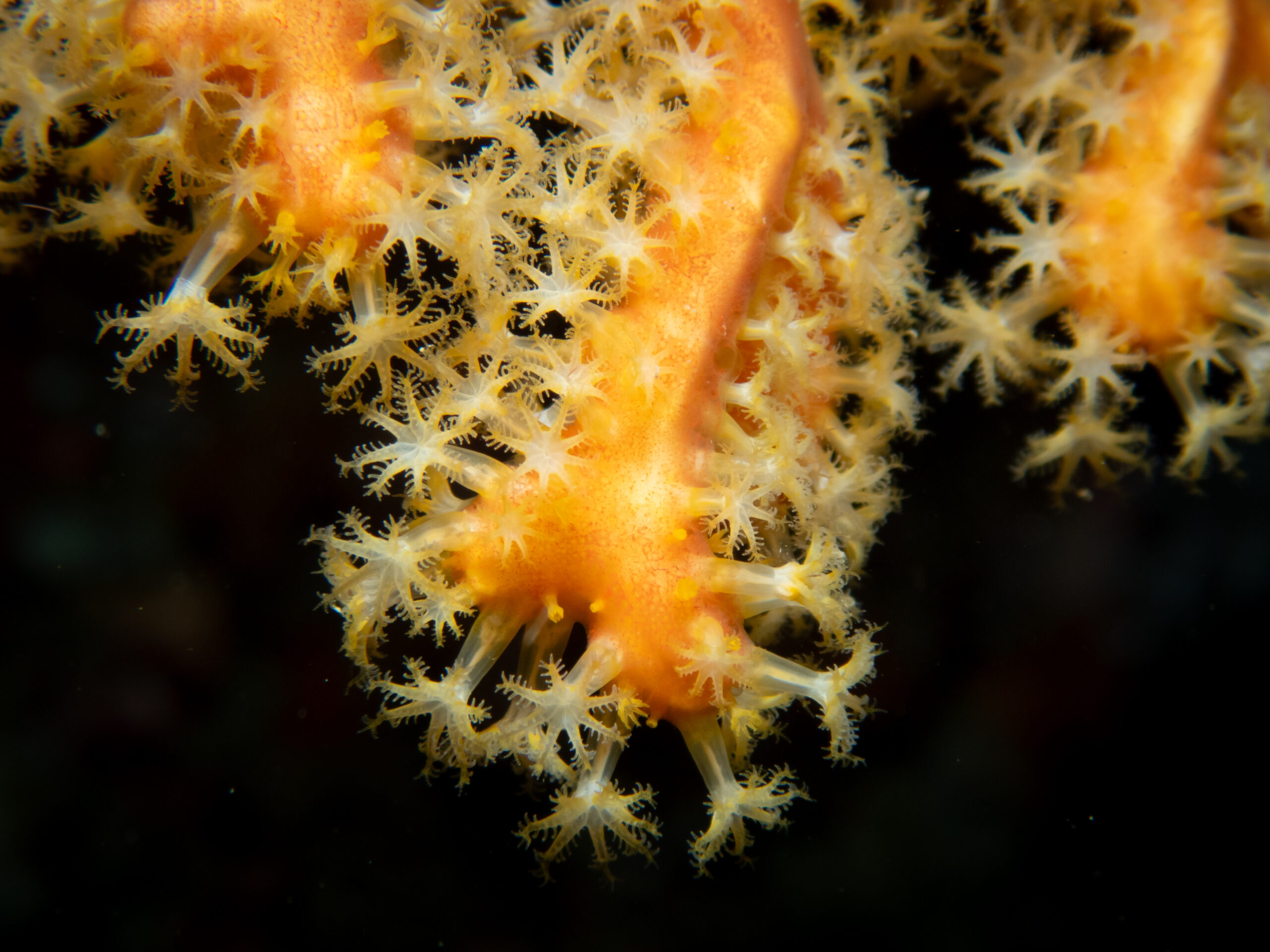 White Arrow Close up of coral polypus
