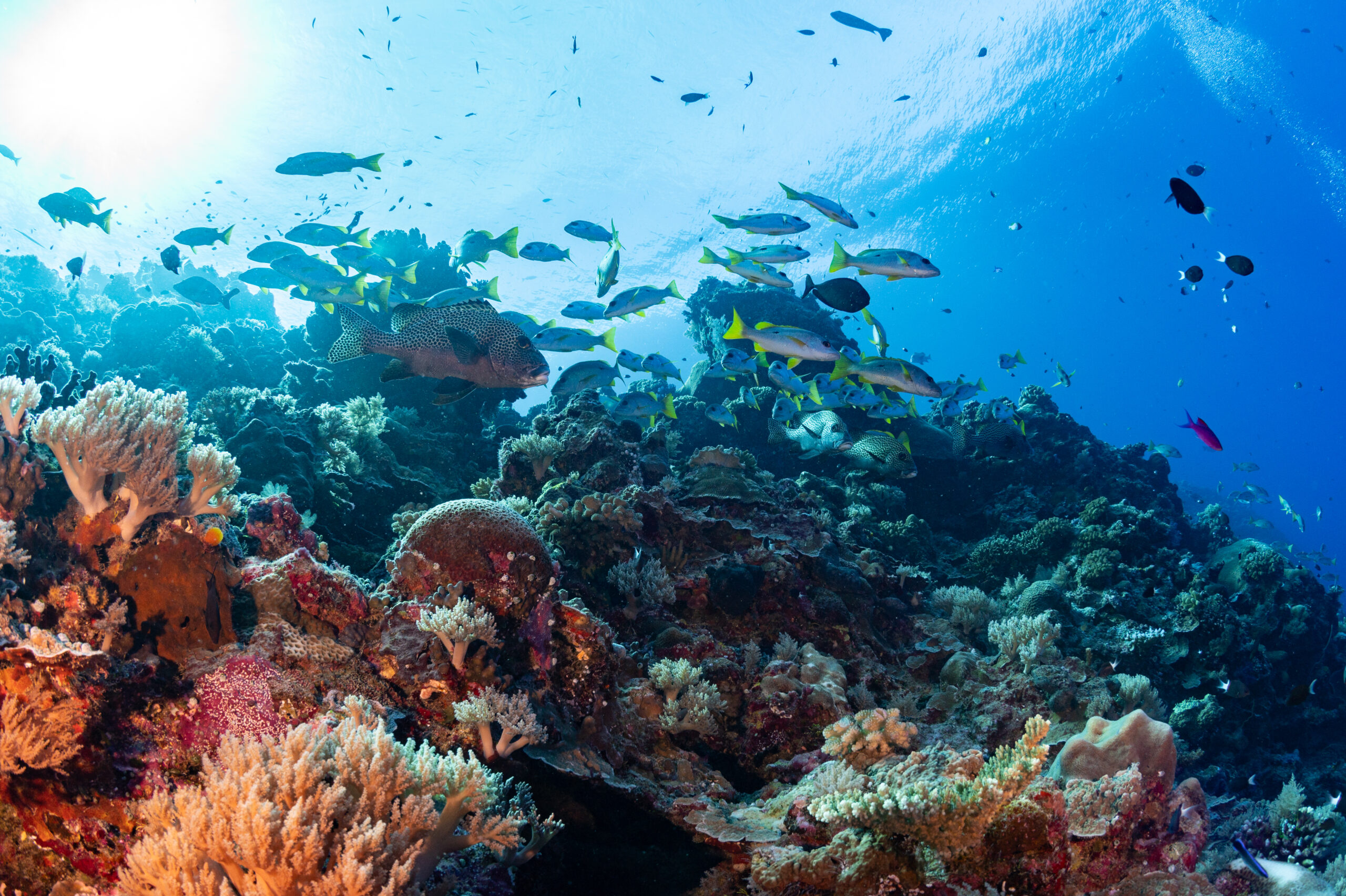 Abundance of life BRUV