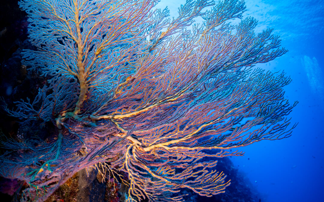 Palau – January 2025