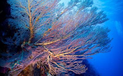 Palau – January 2025