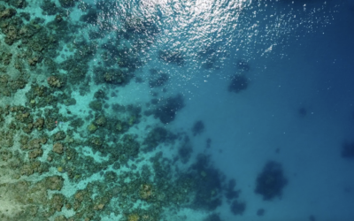 Great Barrier Reef 2024/2025