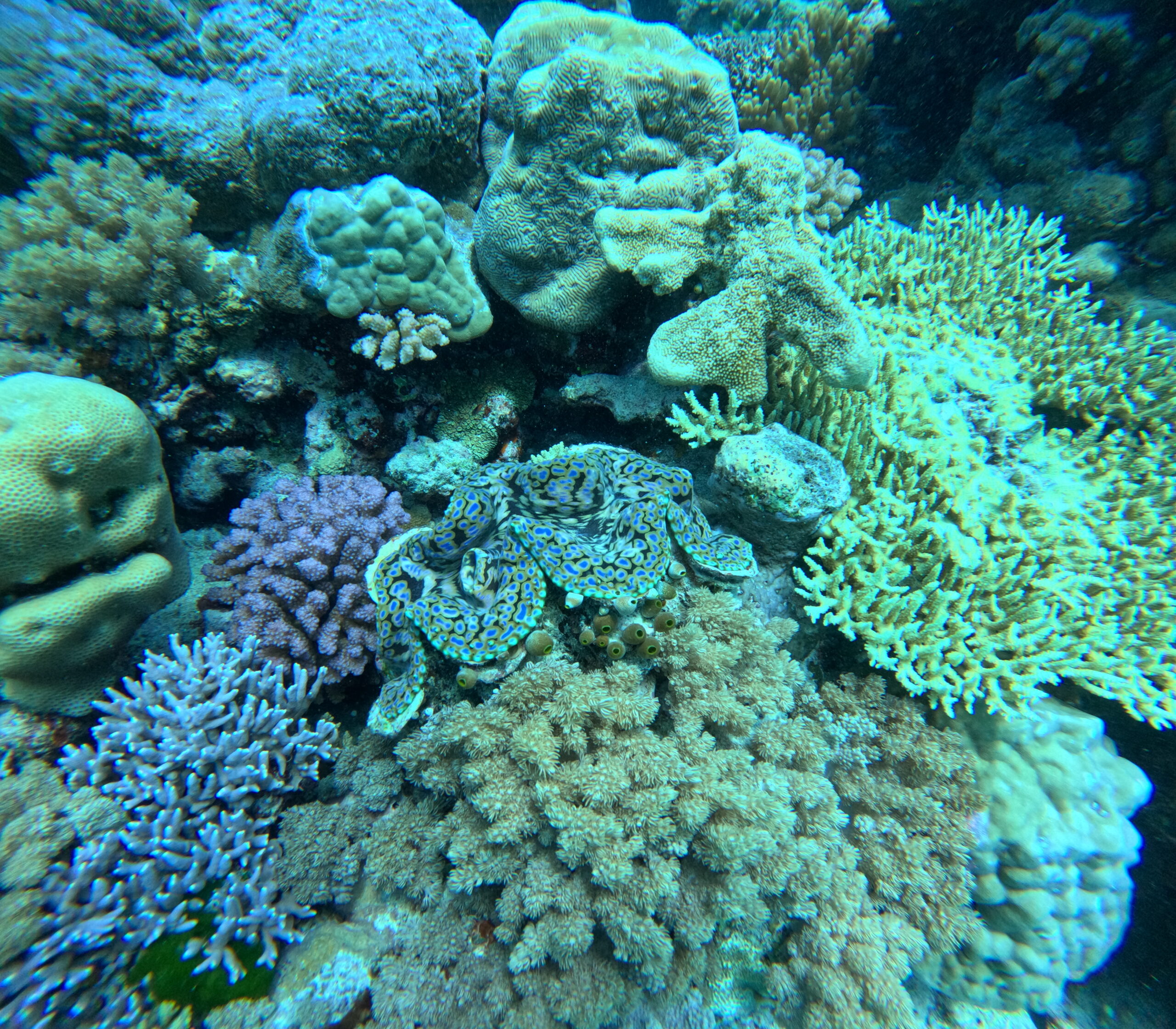 DCIM100GOPROGP010002.JPG Grey Reef Shark and divers