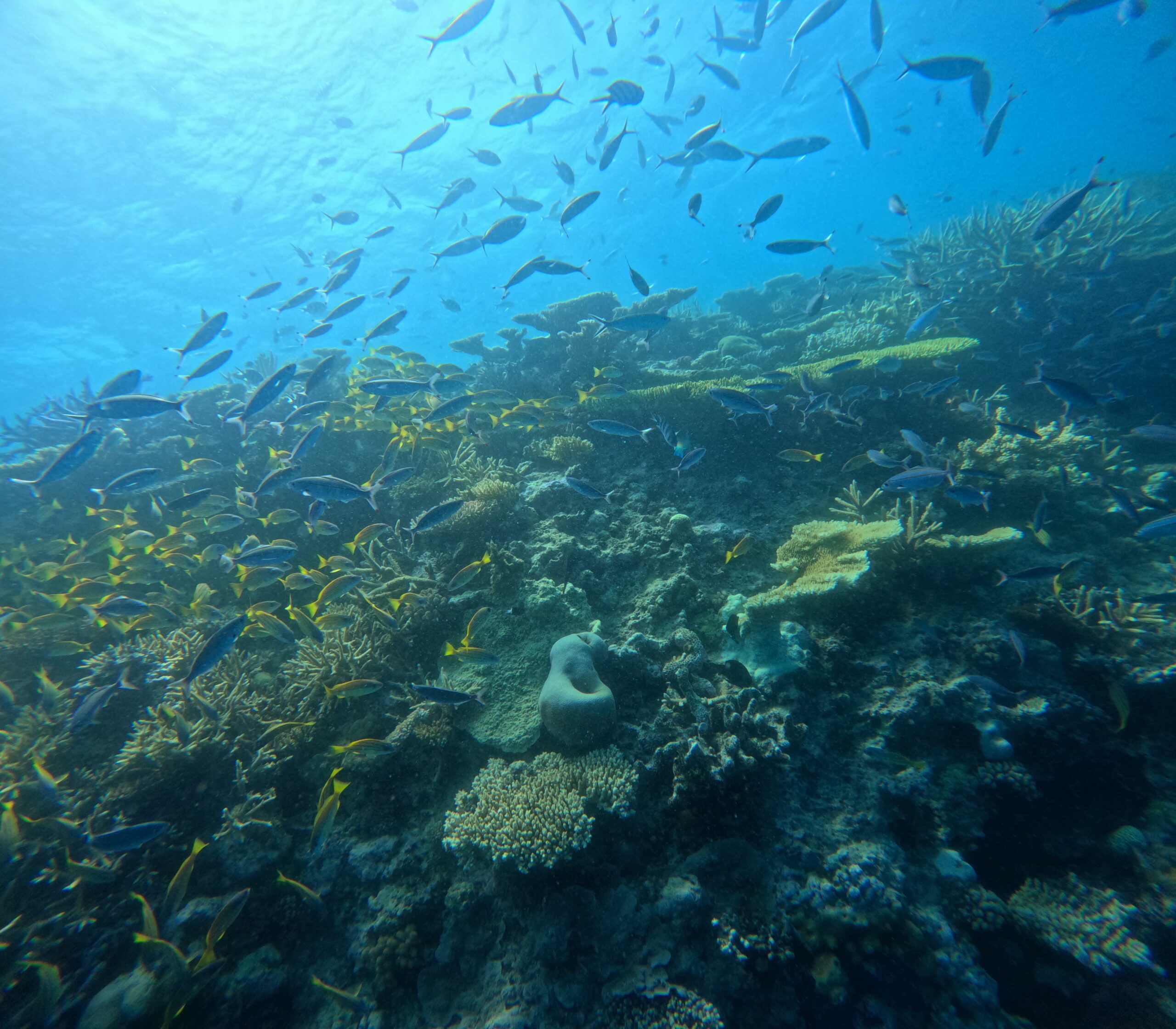 DCIM100GOPROGP010095.JPG BRUV