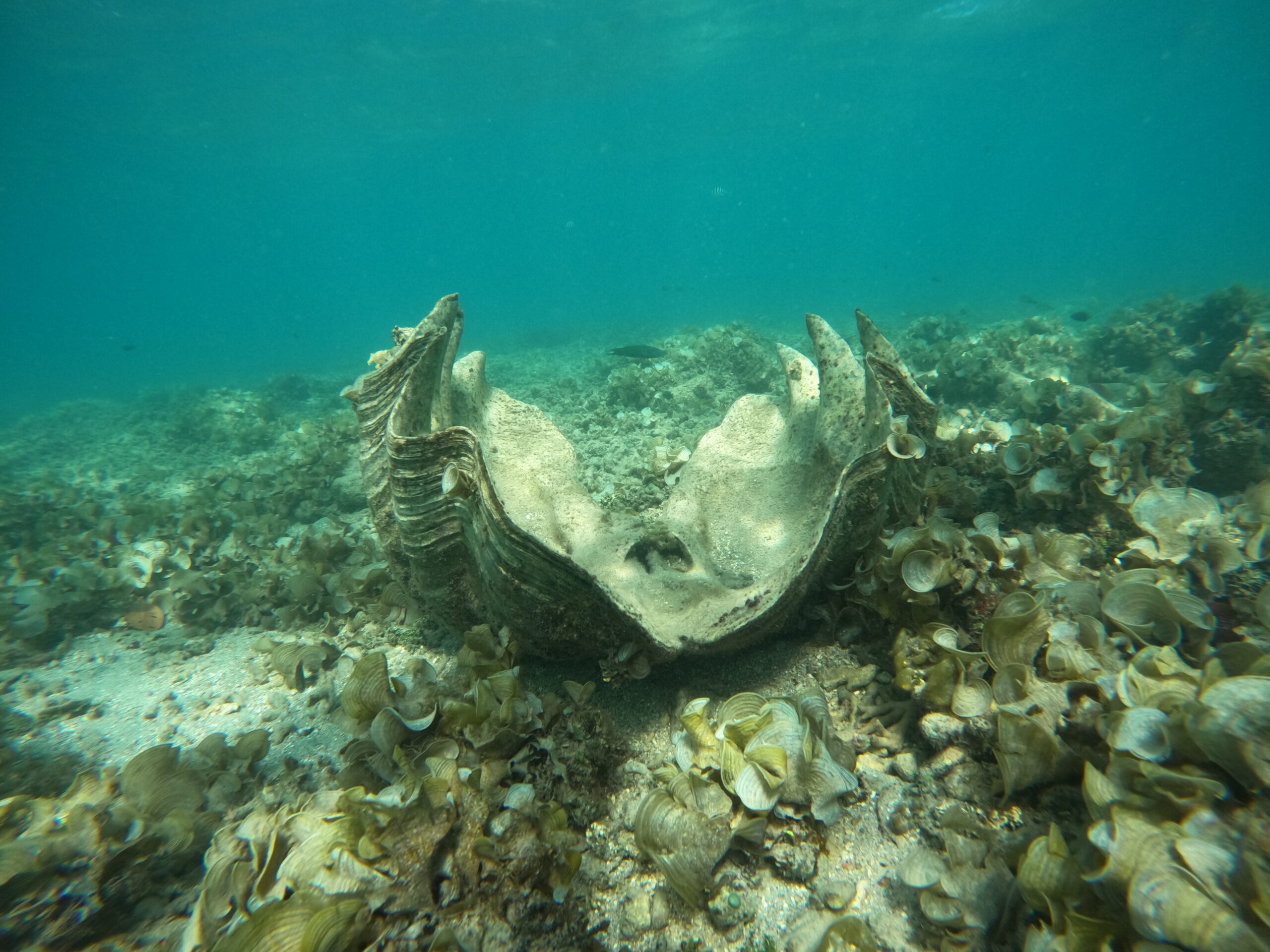 DCIM100GOPROGOPR2195.JPG 3 passes at Tahanea atoll