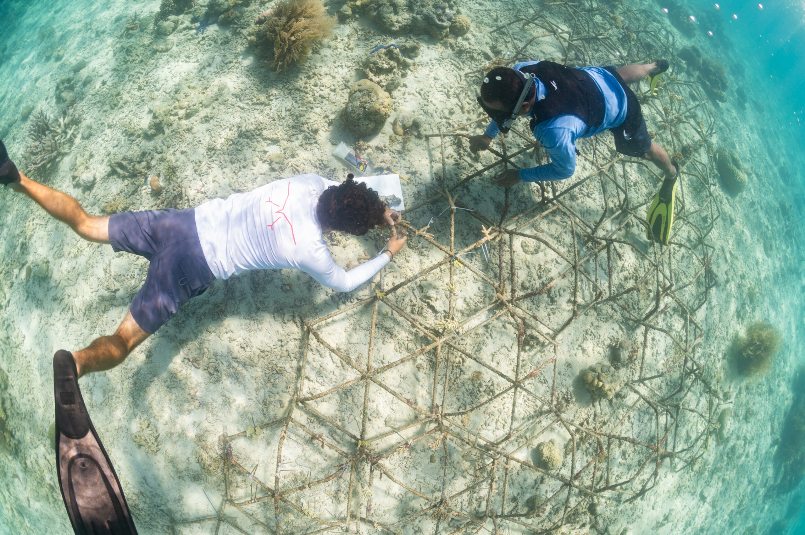 Micronesia Coral Resiliency -3