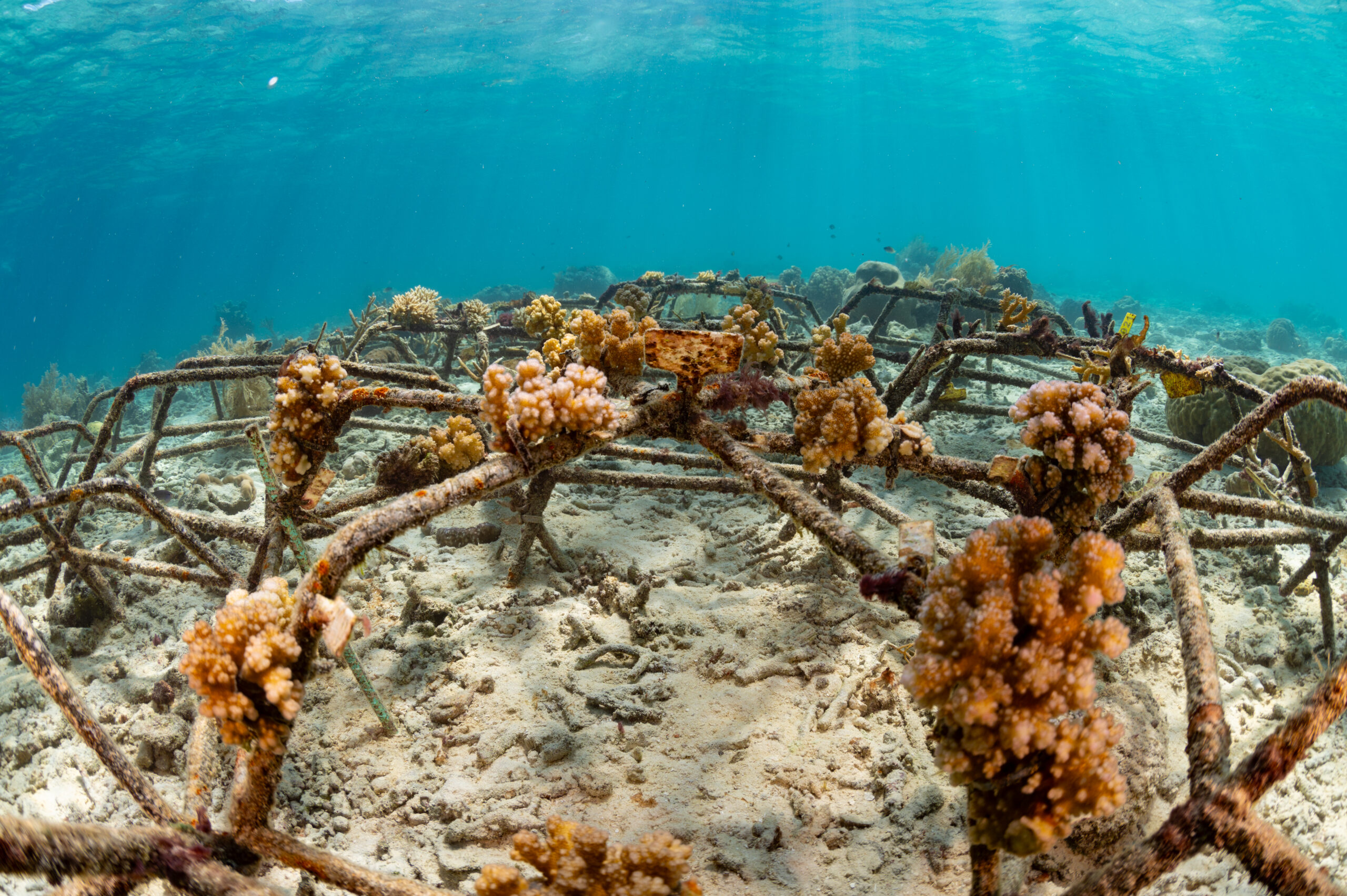 Micronesia Coral Resiliency -6