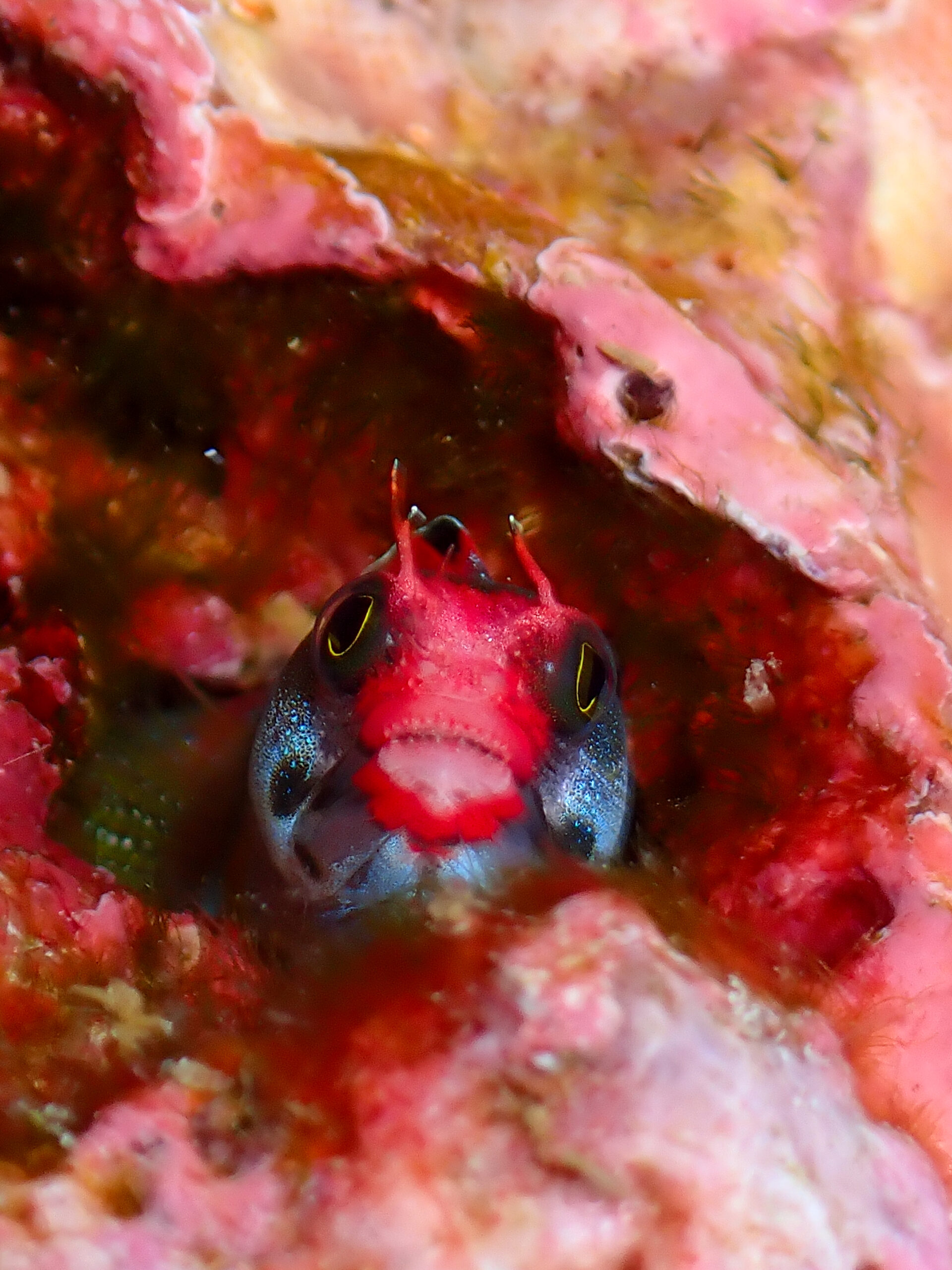 Close up of coral polypus