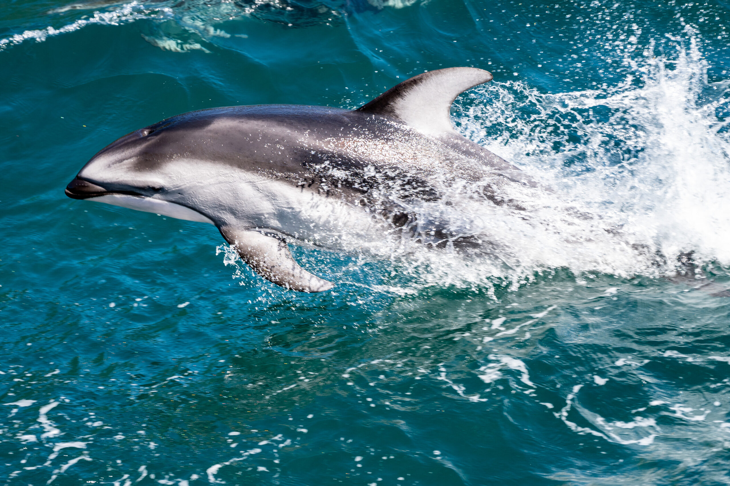 Dolphins 13 Aug -3 Kalig drone shot