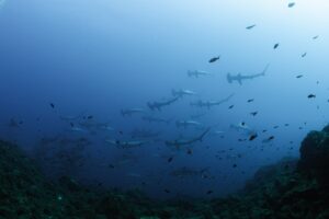 A school of hammerhead sharks.