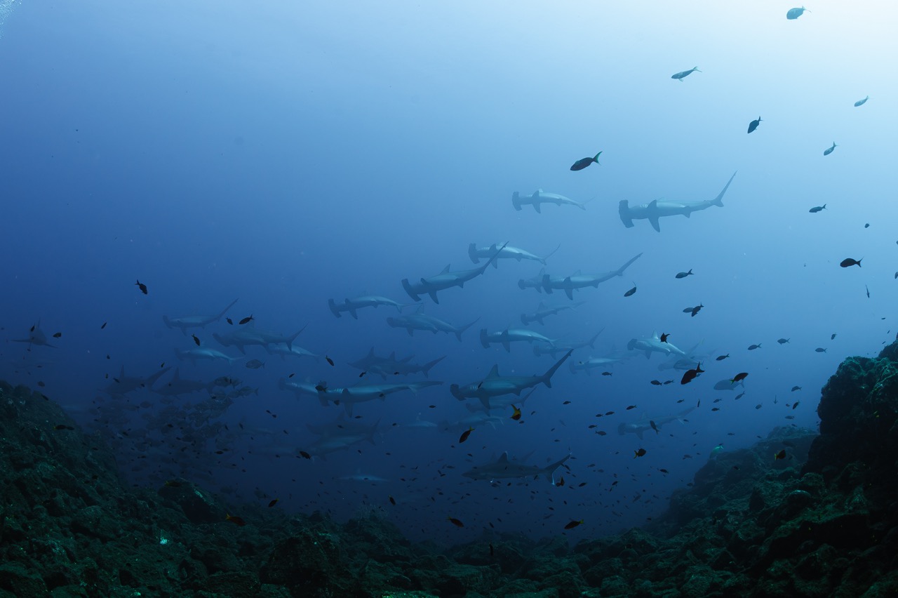 A school of hammerhead sharks.