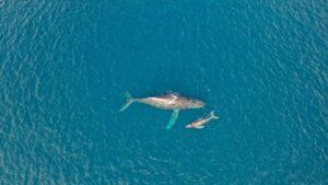 Humpback whale mother and calf drone shot.