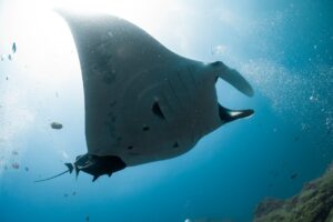 An oceanic manta ray seen from underneath.