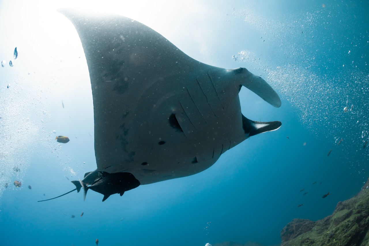 An oceanic manta ray seen from underneath.