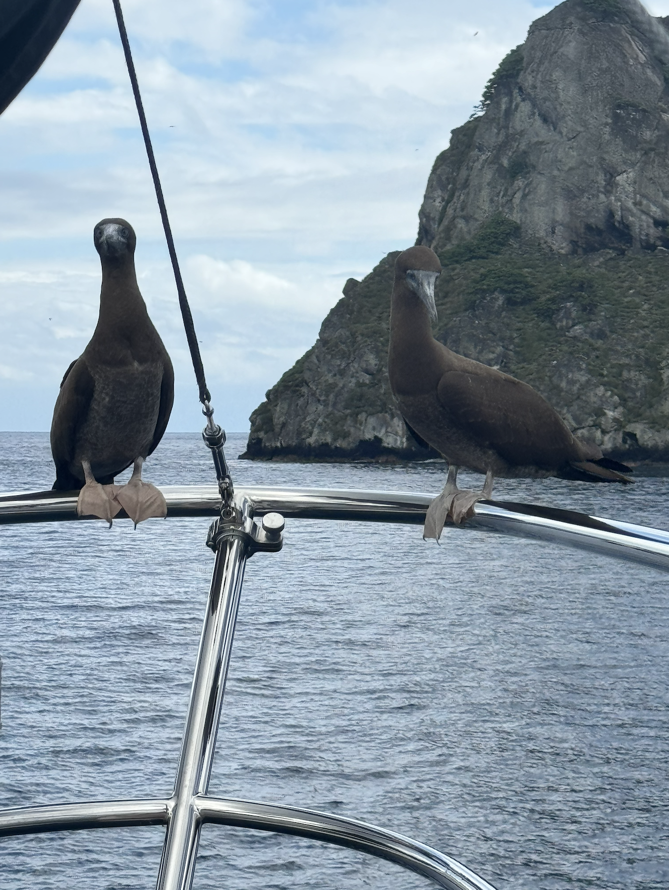 Two boobie birds resting on the pulpit of the boat