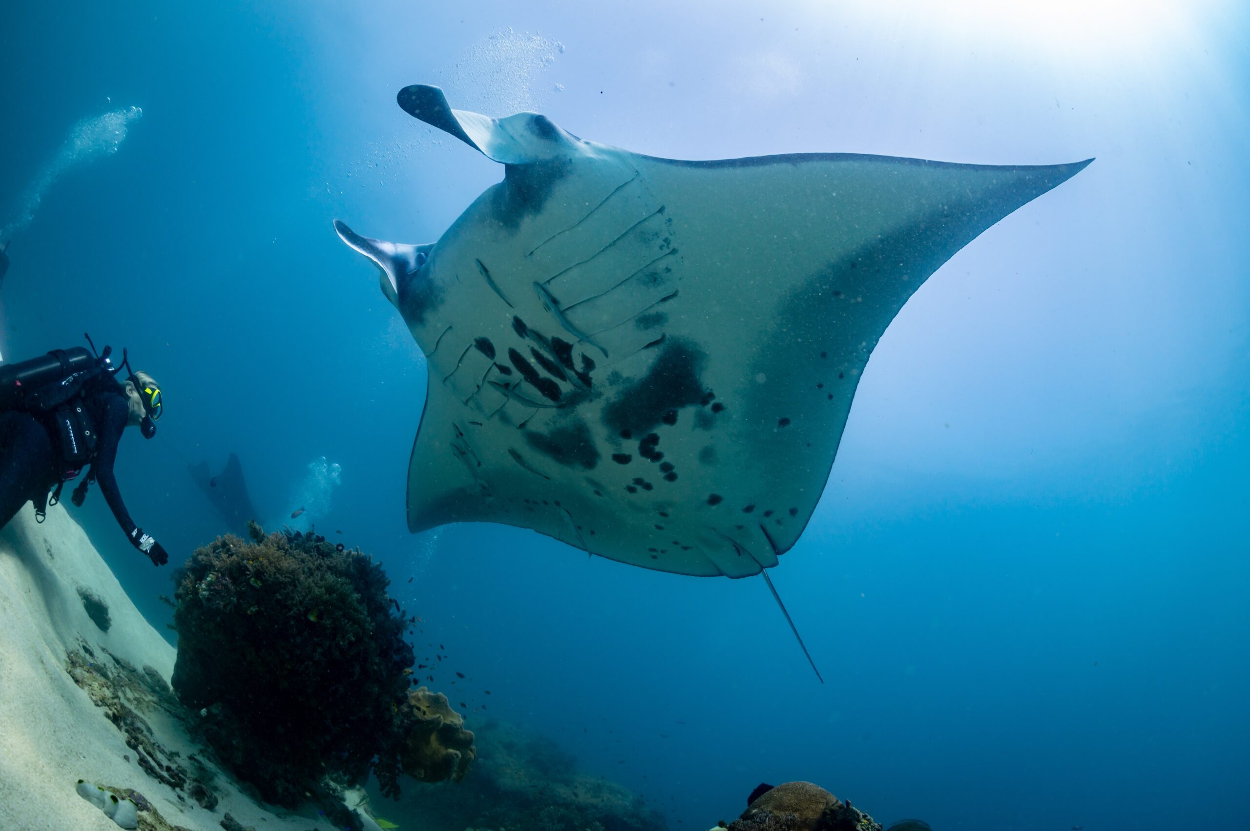 An oceanic manta ray seen from underneath.