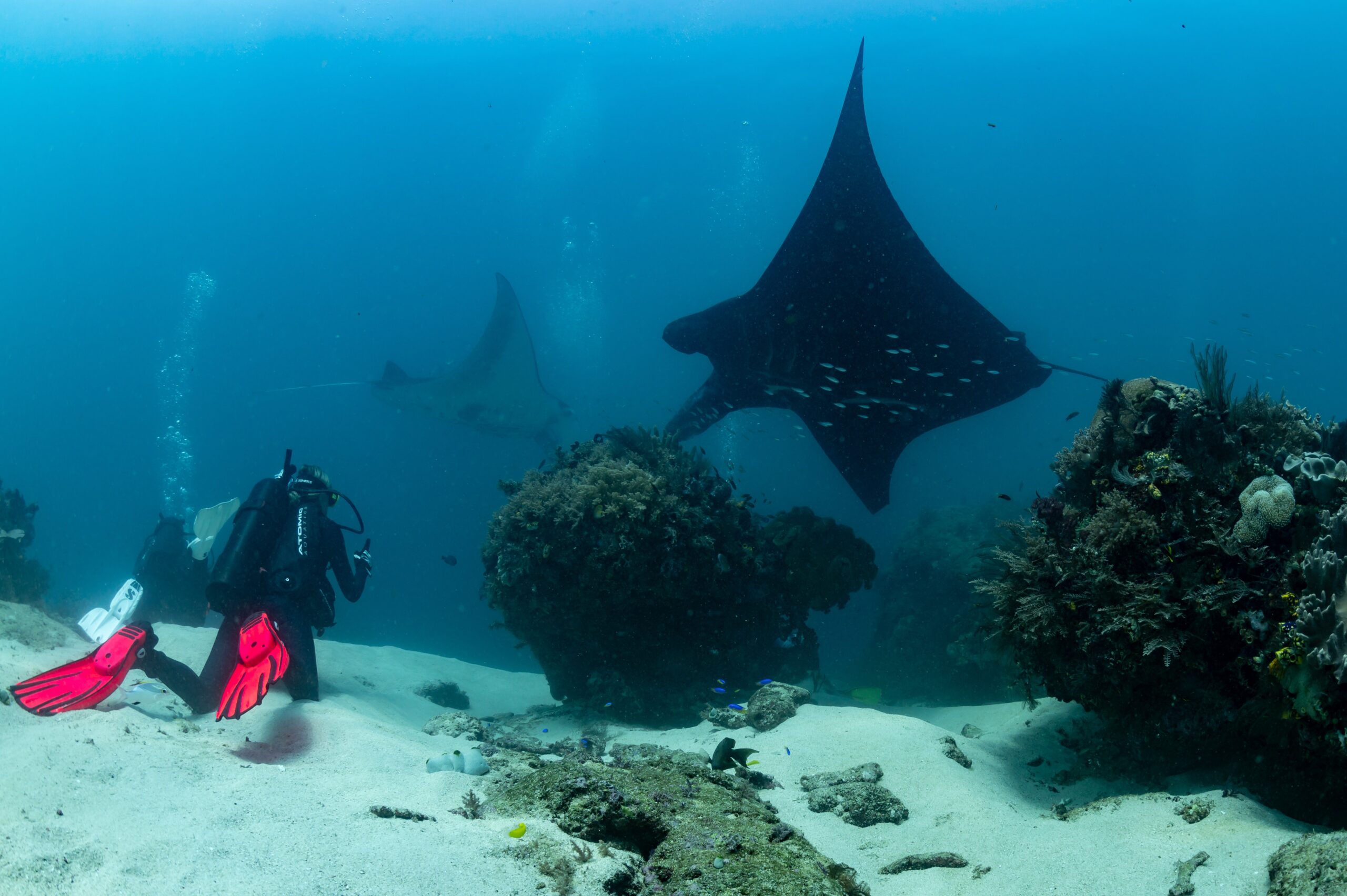 A school of hammerhead sharks.