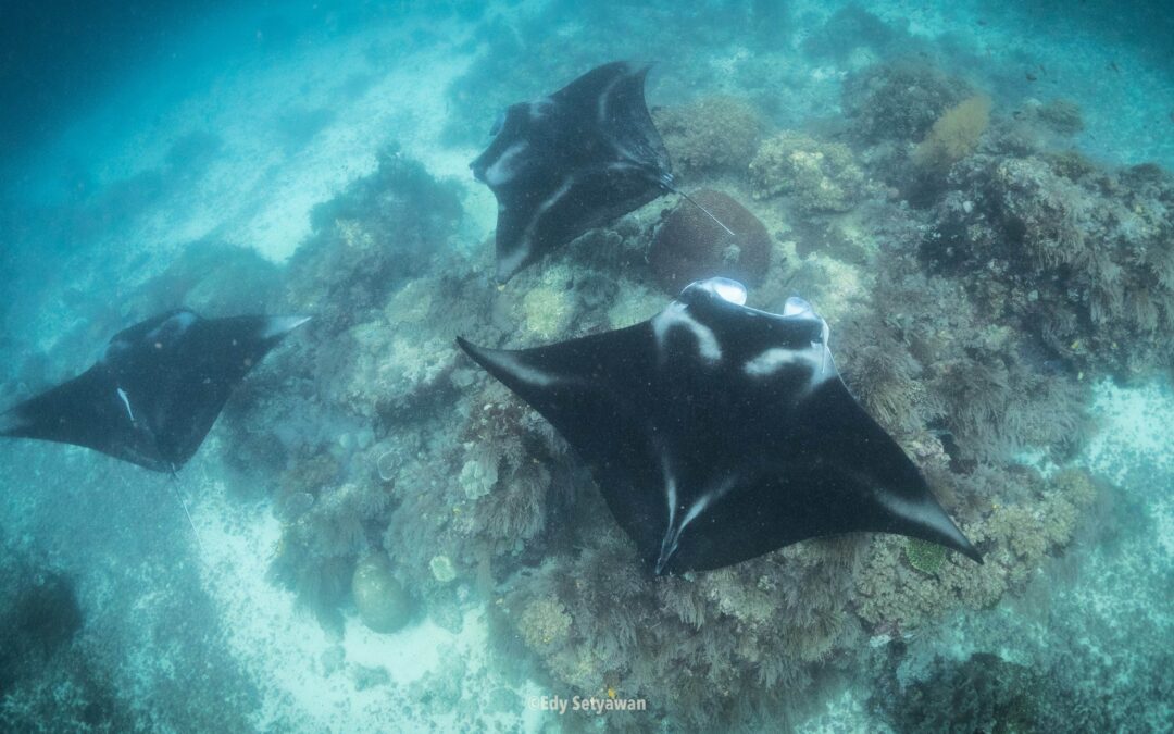 Raja Ampat – Mission Manta Ray